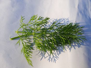 High angle view of potted plant against wall