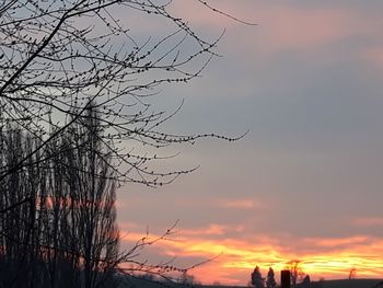 Silhouette bare tree against orange sky