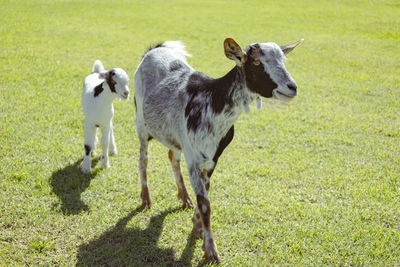 Goats on field