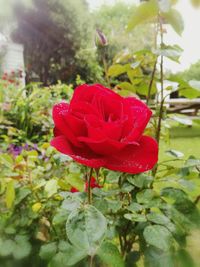 Close-up of red flower