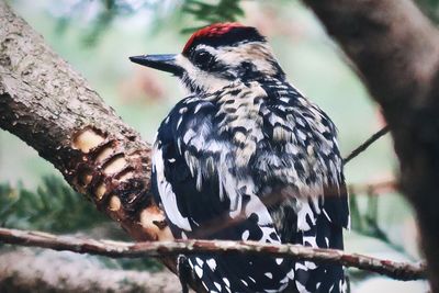 Low angle view of bird perching on branch