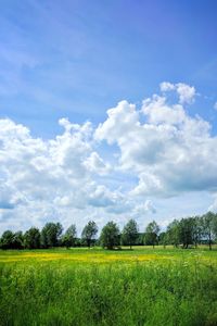 Scenic view of field against sky