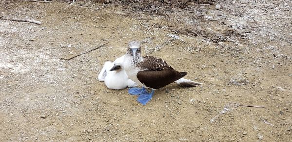 High angle view of mallard duck on land