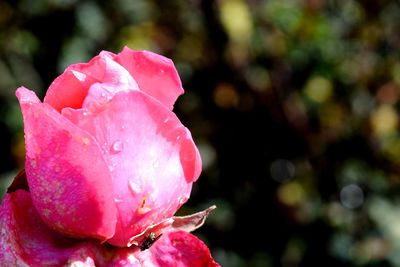 Close-up of wet pink rose