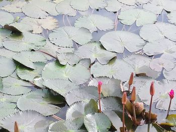 Close-up of plants