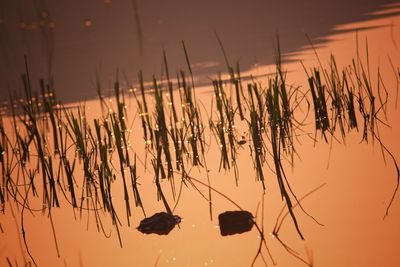 Close-up of silhouette plants against sky during sunset