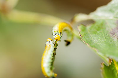 Close-up of insect on leaf