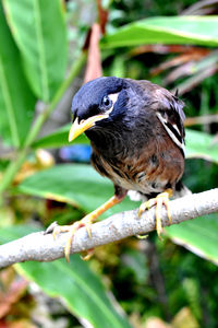 Close-up of bird perching on branch