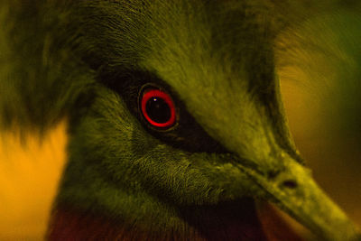 Close-up of a bird