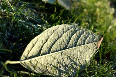 Close-up of leaf on grass