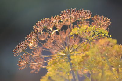 Close-up of flowering plant