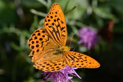 Close-up of butterfly pollinating on flower