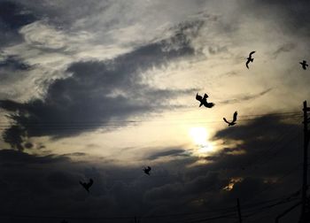 Low angle view of birds flying in sky