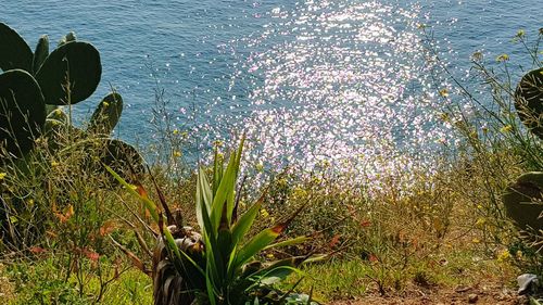 High angle view of flowering plants by lake