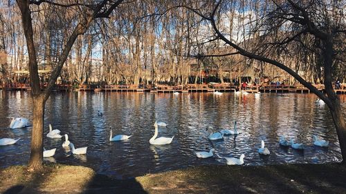 Swans swimming in lake