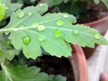 Close-up of water drops on leaf