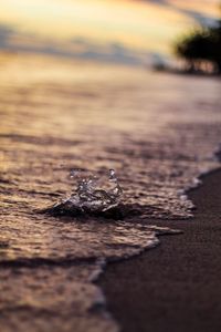 Close-up of turtle in shallow water