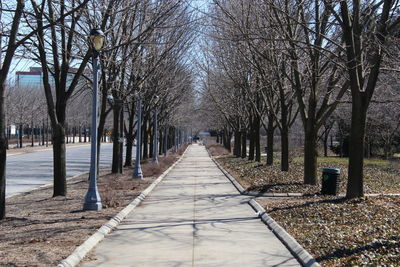 Footpath amidst trees in park