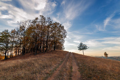 Road through forest in autumn.