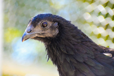 Close-up of a bird