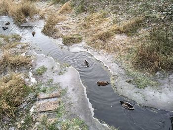 High angle view of duck in river