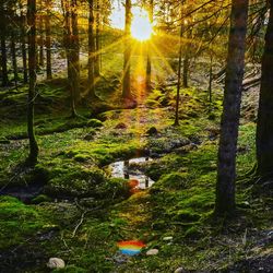 Stream along trees in forest