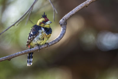 Close-up of bird perching on branch