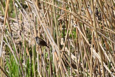 Bird perching on a field