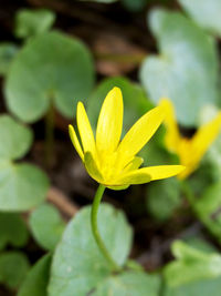 Close-up of yellow flowering plant