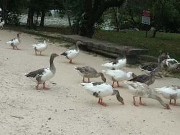 Flock of birds