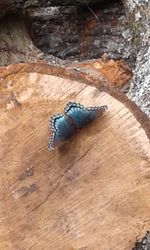 High angle view of insect on wood