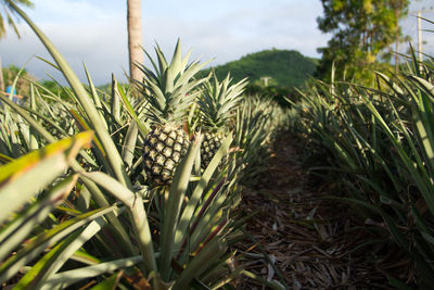 Close-up of crops growing on field against sky