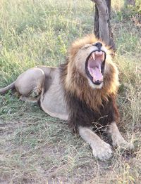 Lion yawning on grassy field at kruger national park