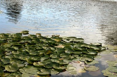 Close-up of water lily in lake
