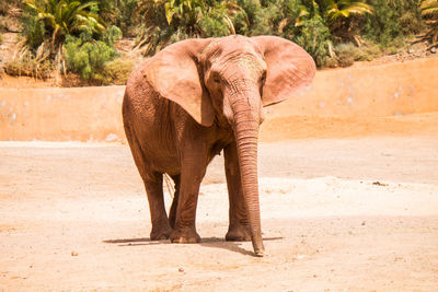 Elephant standing in zoo