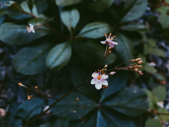 Close-up of cherry blossom on tree