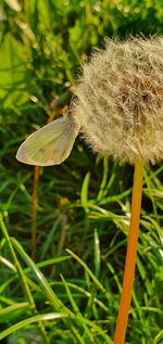 Close-up of dandelion on field