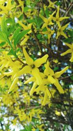 Close-up of yellow flowers