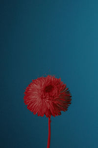 Close-up of dandelion