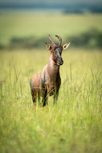 Topi stands in long grass watching camera