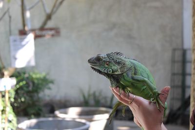 Cropped hand holding lizard