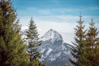 Pine trees in forest against sky and mountais