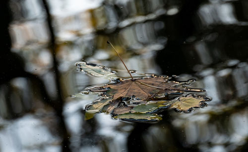 Close-up of insect on wet leaf