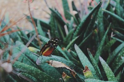 Close-up of butterfly on leaf