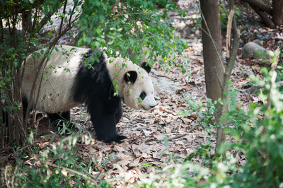 Giant panda