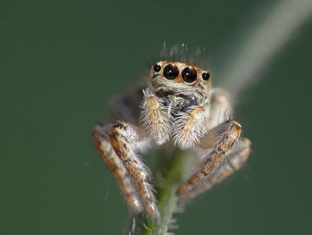 Close-up of spider