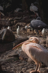 Close-up of pelican