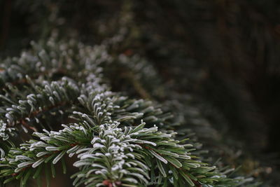 Close-up of pine tree