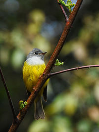 Close-up of bird perching on branch