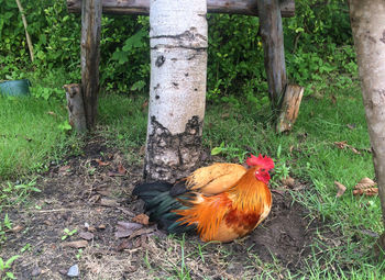 Rooster on field